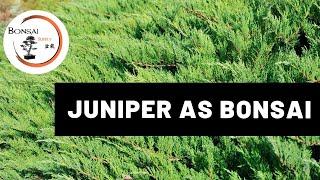 Juniper as Bonsai  Bonsai Species  The Bonsai Supply