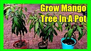 How to Grow Mango Tree in Pot Essential Guide