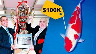 $100000 Koi Fish That Became The Best in The World