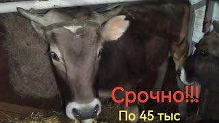 Бычки швиц Срочная продажа бычков #GoldenTrio71 #перевозкаживотных