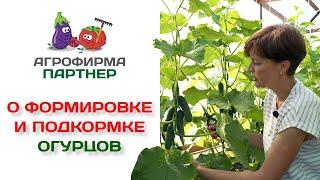 О формировке и подкормке огурцов