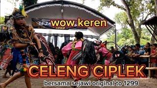 celeng cantik Ciplek‼️live bersama sejawi original di sumber sumboldeyeng