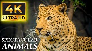 Wild Animals 4K Around the World • Relaxation Film by Peaceful Relaxing Music and Video Ultra HD