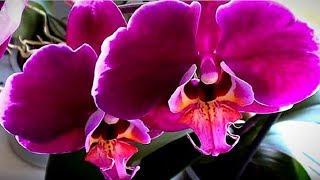 Фаленопсис. Размножение орхидей. Отделение и посадка детки.
