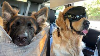 I Took My German Shepherd and Golden Retriever On a Car Ride