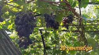 Сорт винограда Блэк Гранд. Качество опыления и урожай