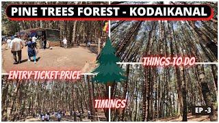 Pine Trees Forest - Kodaikanal  Best Places to Visit in Kodaikanal Tamil Nadu  Ep - 3