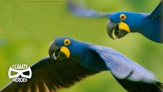 Hyacinth Macaws Run a Unique Seed-Distribution Service  Wild to Know