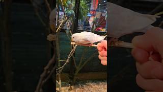 Feeding Birds Houston Rodeo #houstonrodeo #birdcage #feedingbird