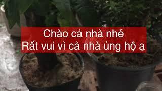 Tái chế hủ nhựa cũ để bón phân và tưới nước nhỏ giọt cho cây phong thủy không bị úng