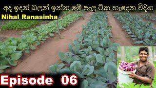 Home gardening Home gardening Organic gardening Organic ගෙවතු වගාව gewathu wagawa kabanika