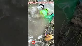 plastic bottle fishing trap catching the murrel fish#short #fish #fishing short video