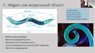 Нейробиология поведения нематода питание