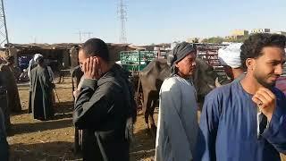 ارتفاع أسعار البقر والجاموس بسبب المستريح في سوق إسنا جنوب الاقصر السوق فاضي