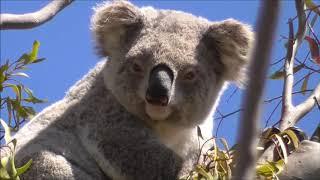 Another spring koala sighting