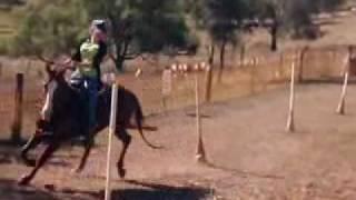 Tips on training pole bending horses