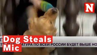 Watch Dog Adorably Steals Reporters Microphone During Live Broadcast