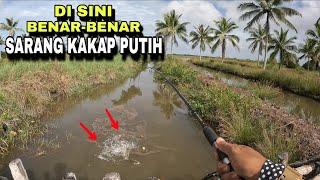 MANCING IKAN KAKAP PUTIH DI SPOT AIR TAWAR