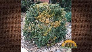 Q&A – What’s wrong with my boxwood? Some leaves are yellowing.