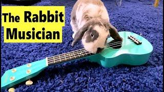 Rabbit learns to play Guitar