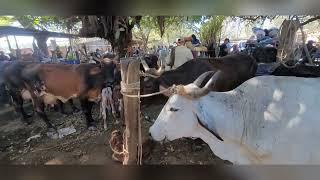 Vacas Paridas en El Tránsito San Miguel El Salvador On 20022023