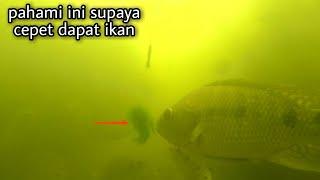 PELAJARI CARA IKAN NILA MAKAN LUMUT   SUPAYA CEPET STRIKE.  tilapia eats moss bait