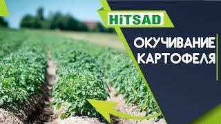 Нужно ли окучивать картофель ️  Для чего окучивать картофель