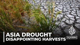 Asia weather Hot summer & drought reduce harvests increase prices