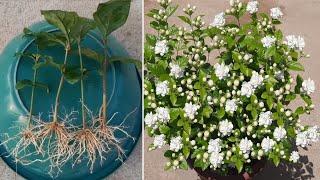 Easy Way To Grow Mogra Jasmine From Cuttings 100 % Rooting Result  Mogra Jasmine