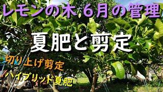 【レモンの木６月の管理】夏肥と剪定