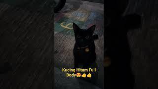 Kucing Hitam Full Body