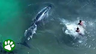 Brave Fishermen Approach Distressed Whale