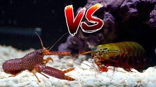 Giant MANTIS SHRIMP vs RARE Purple LOBSTER *Epic Battle Royale*