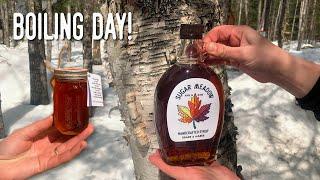 Sugaring Process from Tree to SYRUP