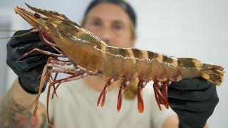 9 INCH Tiger Prawn