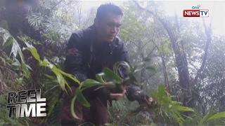 Reel Time Ang pakikipagsapalaran ng isang orchid hunter sa kagubatan