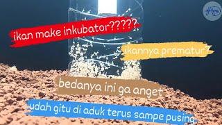 How to Make a Tilapia Fish Egg Incubator