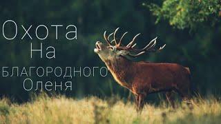 Охота На Благородного Оленя. Венгрия 2022? Red Deer Hunting.  Hungary 2022?