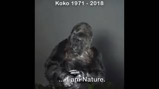 Koko the last talking Gorilla... Her dying words.  RIP