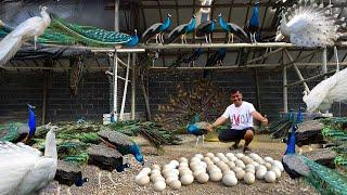 Its Finally Happening Our Peahen Laid Eggs and Transforming a Vacant Lot into a Thriving Fish Farm