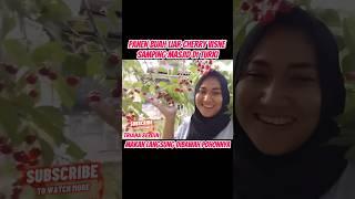 PANEN BUAH LIAR CHERRY VISNE SAMPING MASJID DI TURKI  BUAH LIAR  PANEN BUAH  CHERRY  #shorts