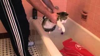 Cat Bath Fail