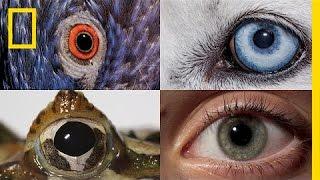 Watch How Animals and People See the World Differently  National Geographic