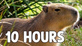 Capybara Song 10 HOURS