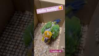 A Newcomer Baby Sun Conure   3 Weeks Old