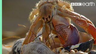 Crabs Trade Shells in the Strangest Way  BBC Earth