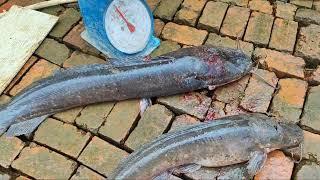 Panen Ikan lele monster Part 1 #catfish #fishing #monster #mancing #bigfish