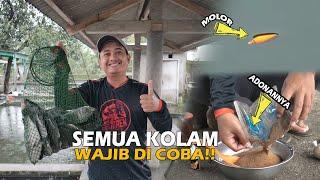 GA BOSEN POKOK MANCING DI KOLAM INI   SEMUA KOLAM WAJIB DI COBA BRODIE   BIAR TAU RASANYA BENJOL