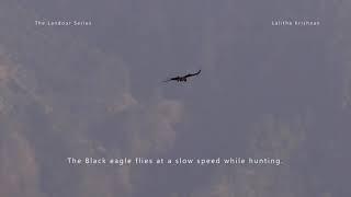 The Black Eagle Ictinaetus malaiensis  Hunting in Landour Uttarakhand India.