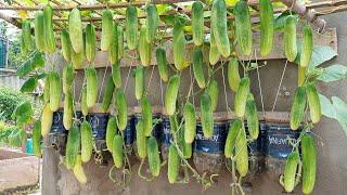 How to grow wall-mounted cucumbers for families without gardens using organic fertilizer at home